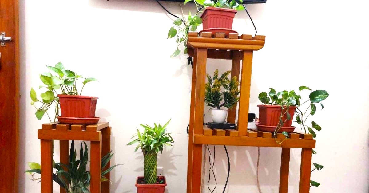 Indoor gardening ideas and tips for begginer